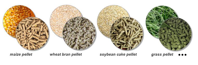 ALMS Cattle Feed